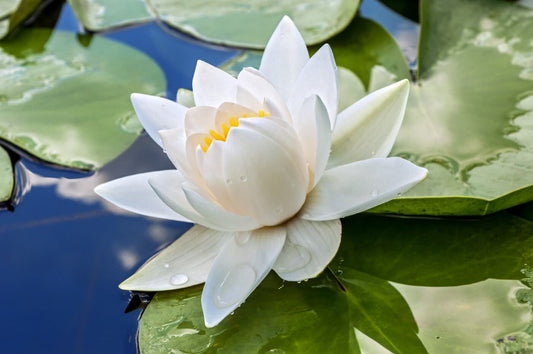 White water lily flower with green leaves on a pond